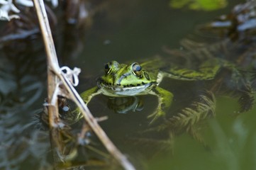 Iberian Frog or Rana Patilarga (Rana iberica), Azores, Portugal, Atlantic Ocean, Europe