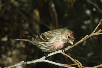 (common) redpoll [Carduelis flammea]