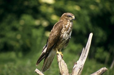 Common Buzzard (Buteo buteo)