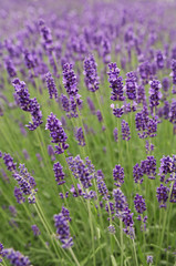 Lavender (lavandula angustifolia)