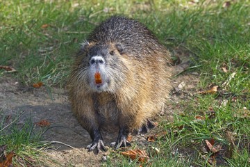 Coypu, Nutria (Myocastor coypus)