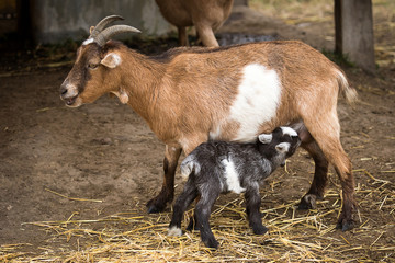 Goat feeding kid