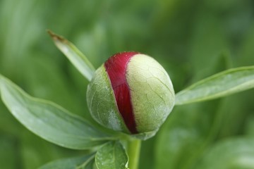 Flower bud of Common Peony (Paeonia officinalis)