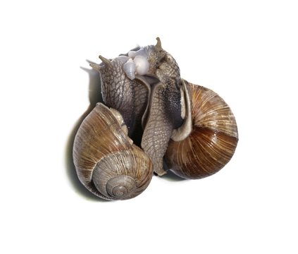 Burgundy snails, Roman snails, edible snails or escargots (Helix pomatia), mating, moment of mutual exchange of spermatophores