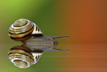 Snail (Helicidae) with a reflection