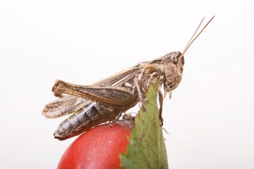 Common field grasshopper (Chorthippus brunneus)