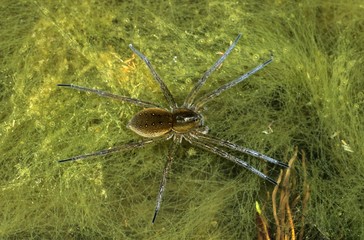 Great Raft Spider (Dolomedes plantarius) on the surface of a pond filled with matted algae, Hortobagy National Park, Hungary, Europe