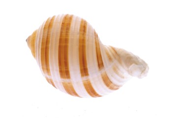 Snail shell