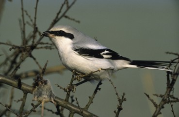 Great grey shrike (Lanius excubitor) with pierced mouse