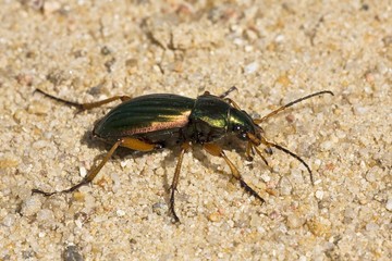 Golden or Gilt Ground Beetle (Carabus auratus), Schleswig-Holstein, Germany, Europe