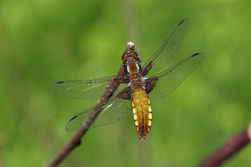 Fototapeta premium Female Broad-bodied Chaser (Libellula depressa)