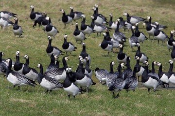 Flock of barnacle geese (Branta leucopsis)
