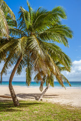 Fototapeta na wymiar Palm grove on the beach