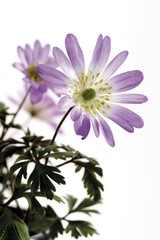 Fototapeta premium Grecian - or Blue Star Windflower (Anemone blanda)