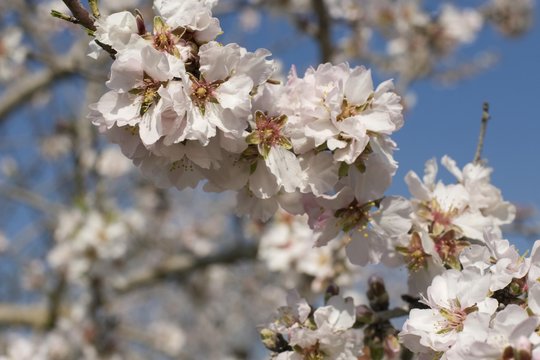 Blossoming almond tree (Prunus dulcis, Prunus amygdalus) near Binissalem, Majorca, Balearic Islands, Spain, Europe