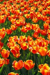 Tulips (Tulipa), Darwin hybrid, flowerbed
