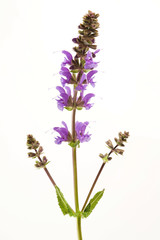 Meadow Clary (Salvia pratensis)