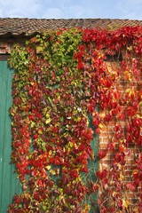 Fototapeta na wymiar Five-leaved ivy, Virginia Creeper (Parthenocissus quinquefolia) in autumn colours on a red brick wall