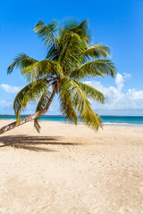 Obraz na płótnie Canvas Coconut palm tree