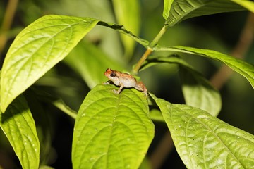 Frog, Costa Rica, Central America