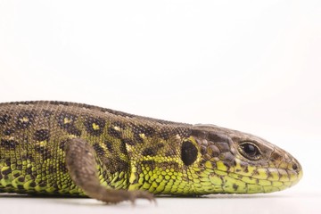 Female Sand Lizard (Lacerta agilis)