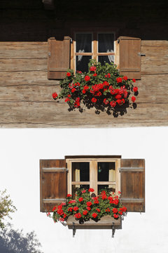 Geranium at farmhouse, Gelting, Upper Bavaria, Germany, Europe