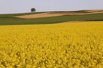 Rapeseed, Lower Bavaria, Germany, Europe