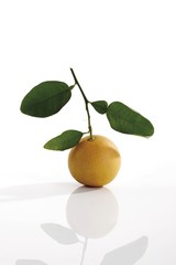 Grapefruit with stem and leaves