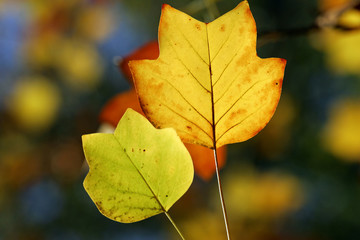 Tulip tree - leaves in autumn colours - colourful foliage (Liriodendron tulipifera)