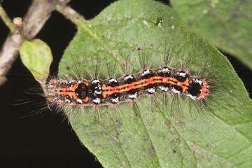 Caterpillar of a Yellow-tail moth (Euproctis similis)