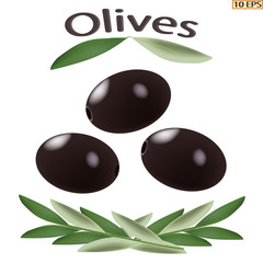 Olives isolated on a white background. Olives black. Olives closeup with seed€. Design of food products. Vector illustration.