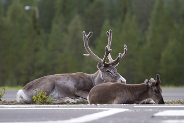 Renne sul ciglio della strada