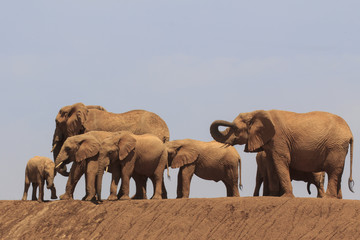 African Elephants