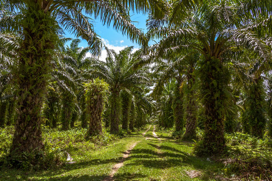 Oil palm plantation