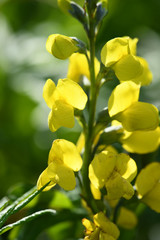 花の浮島　礼文島の山野草