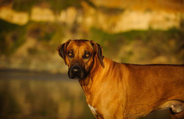 Rhodesian Ridgeback dog outdoor portrait against bluffs