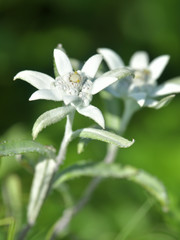 レブンウスユキソウ  花の浮島　礼文島