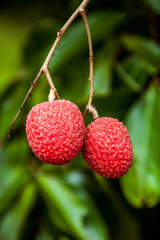 Lychees on tree