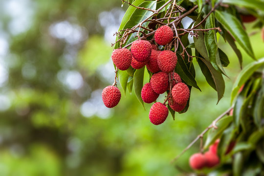 Lychees on tree