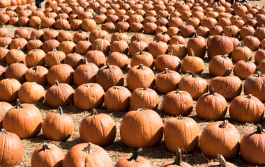 Fototapeta premium pumkin row