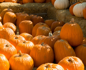 pumpkins, halloween, orange, october, 