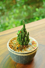 cactus tree put on wood table and garden blur background