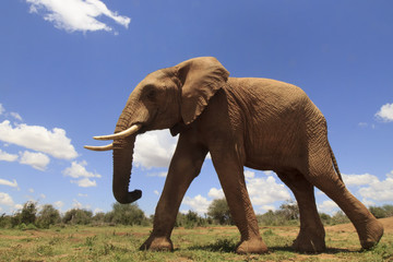 African Elephant