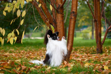 Fototapeta premium papillon