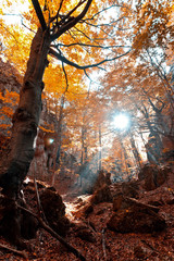 Forest Autumn scene. Nature landscape photo.