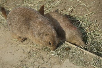 プレーリードッグ