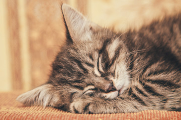 Gray kitten sleeping on a couch.