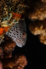 hawkfish portrait