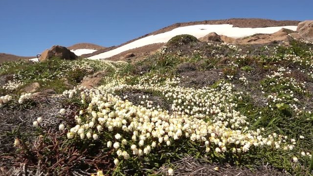 Flower Arctic bell-heather - Cassiope tetragona in tundra. Kuril Islands, Paramushir, Ebeko mountain. 
