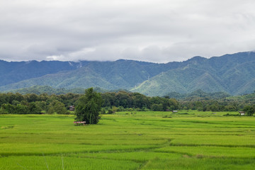 Mountain and Field